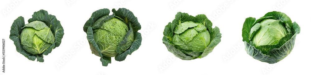 Poster set of whole cabbages arranged in a horizontal row. isolated on transparent background