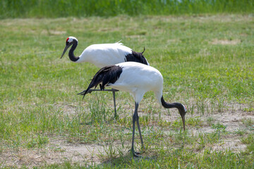 The red-crowned cranes in the Momoge National Nature Reserve, Jilin Province, China.