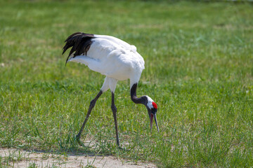 The red-crowned cranes in the Momoge National Nature Reserve, Jilin Province, China.