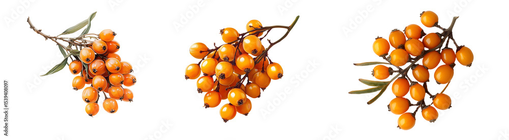 Poster set of close-up view of clusters of sea buckthorn berries. isolated on transparent background