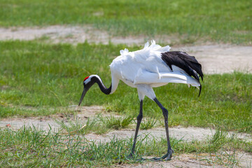The red-crowned cranes in the Momoge National Nature Reserve, Jilin Province, China.