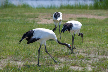The red-crowned cranes in the Momoge National Nature Reserve, Jilin Province, China.