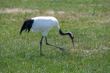 The red-crowned cranes in the Momoge National Nature Reserve, Jilin Province, China.