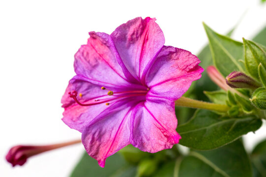 Close-up of Mirabilis jalapa flower with vibrant petals on white background