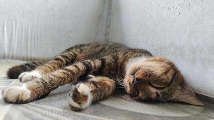 cat lying on the floor