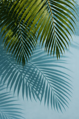 Fototapeta premium Vibrant green palm fronds cast dramatic, elongated shadows onto a light blue background, evoking a sunny, tropical feel