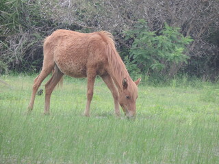 Sri Lankan Wild Horses in Mannar Island, Sri Lanka 