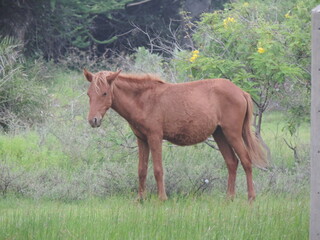 Fototapeta premium Sri Lankan Wild Horses in Mannar Island, Sri Lanka 