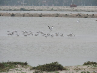 Sri Lankan Birds in the Wild, Sri Lanka 