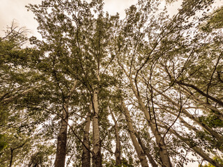Panorama of a birch tree forest of serbia, a sernian wood of southeastern europe in summer. Also known as betulaceae, the tree is a symbol of european forests.