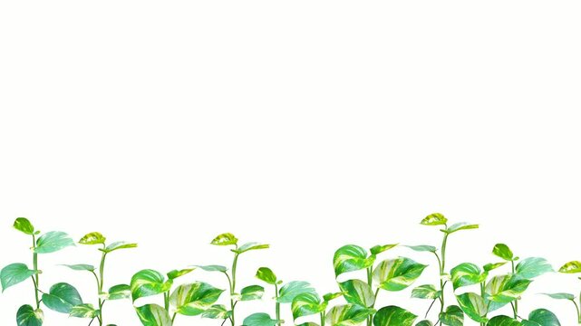 Animated scene of golden pothos or Epipremnum aureum plants growing upward from the bottom, set against a clean white background, ideal for eco or botanical-themed visuals.