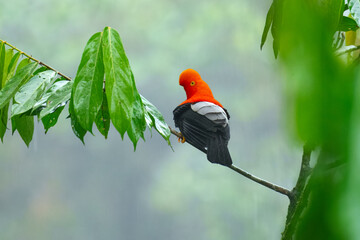 Andean Cock-of-the-rock (Rupicola peruvianus), a vibrant orange bird with black wings, perched on a moss-covered branch.
