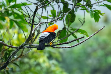 Andean Cock-of-the-rock (Rupicola peruvianus), a vibrant orange bird with black wings, perched on a moss-covered branch.

