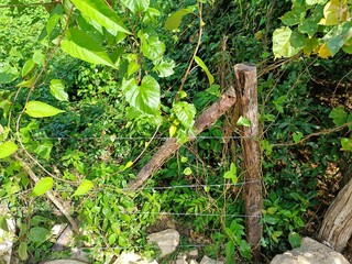 Rustic barbed wire fence with overgrown vegetation in rural Guatemala