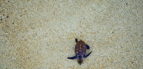 view of baby turtles being released into the sea
