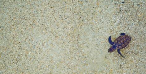 view of baby turtles being released into the sea