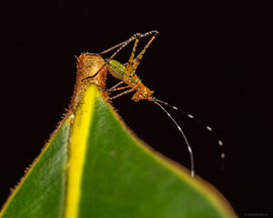 Lea floridensis Nymph