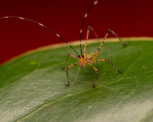 Lea floridensis Nymph