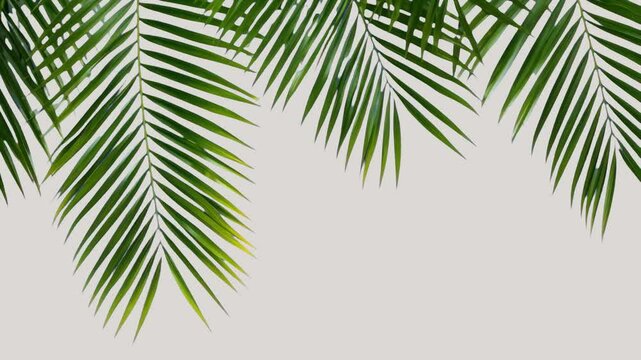 Tropical palm leaves animated overlay, transparent 4K video, alpha channel, ProRes 4444