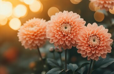 Soft peach dahlias in warm sunlight