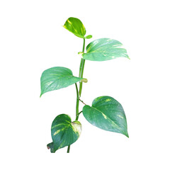 Transparent PNG of golden pothos plant or Epipremnum aureum with vibrant green and yellow variegated leaves. Perfect for design, decoration, or botanical projects.