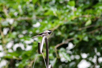 Carolina chickadee