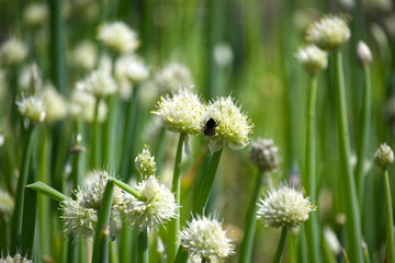 A busy bee pollinates onion flowers, showcasing nature's beauty in a lush field.