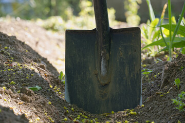 Close-up of a shovel in freshly tilled soil, ready for planting in a garden.