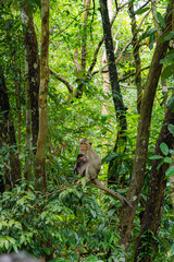 Mother Monkey with Baby in Lush Green Tropical Forest