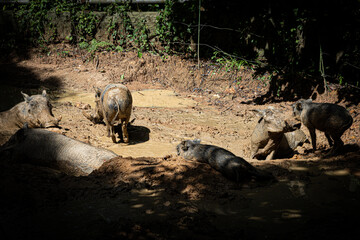 Warthogs Relaxing and Rolling in Mud under Sunlight in Zoo Enclosure