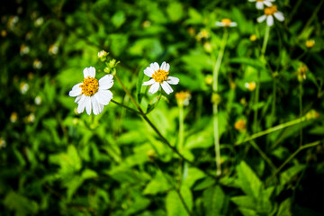 White-petaled Bidens pilosa flowers bloom freely in the wild meadow. Captured in natural light, showing the simplicity and beauty of spontaneous nature in a tropical field.