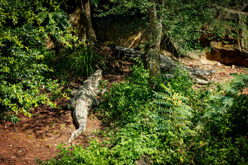 Crocodiles Resting in Sunlit Green Habitat with Dense Foliage