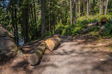 Recently-felled logs on the Sasamat Loop forest trail in Belcarra Provincial Park, BC, Canada.