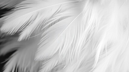 Obraz premium Close-up white feathers
