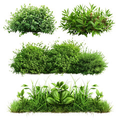 Lush Green Bushes Grasses Plants Foliage Collection Ideal for Landscaping Design and Nature Projects