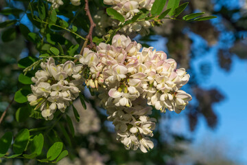 Blooming robinia pseudoacacia, commonly known in Russian as white acacia, is a fast—growing tree, a species of the genus Robinia of the Legume family Fabaceae on a sunny spring day, Astrakhan, Russia