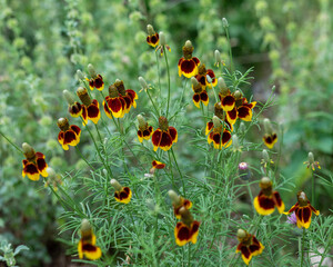 Mexican Hat Symphony -Wildflowers in Bloom