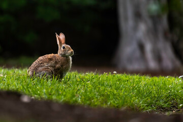 rabbit in the grass