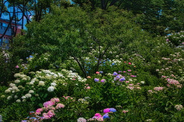 6月になると梅雨の晴れ間の公園には色とりどりの紫陽花や花菖蒲、睡蓮が咲き誇ります
