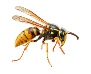 Closeup on a worker Asian hornet , Vespa veluatina an invasive species and threat to the European honeybee cultures isolated against a transparent background 