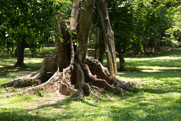 Ficus benjamina  with long branches in botanical Garden of Peradeniya, Kandy, Royal Botanical Gardens