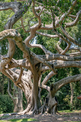 Ficus benjamina  with long branches in botanical Garden of Peradeniya, Kandy, Royal Botanical Gardens