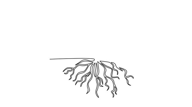 Tree roots concept . Single line draw design. Full length animation illustration. High quality 4k footage
