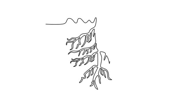 Tree roots concept . Single line draw design. Full length animation illustration. High quality 4k footage