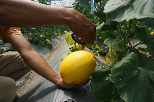 A hand with scissors is harvesting a golden melon at greenhouse