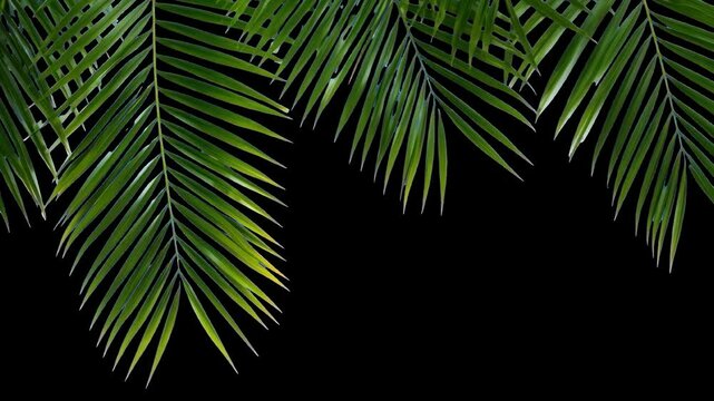 Tropical palm leaves animated overlay, transparent 4K video, alpha channel, ProRes 4444