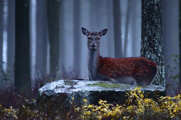Misty forest deer resting on rock