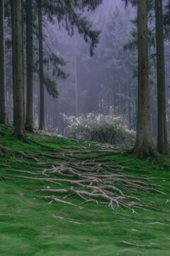 Misty forest floor with exposed roots