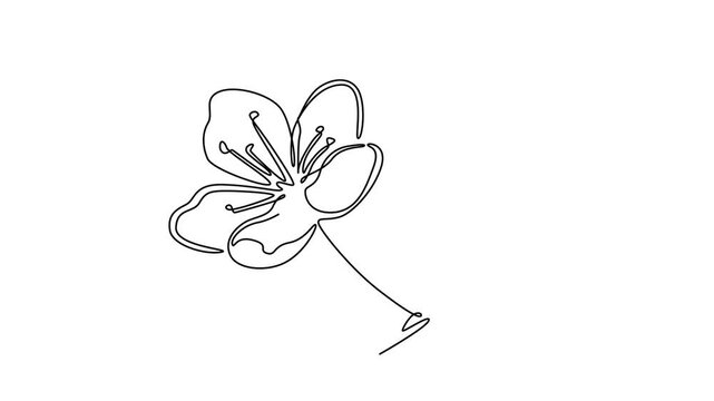  Floral with branch concept. Single line draw design. Full length animation illustration. High quality 4k footage