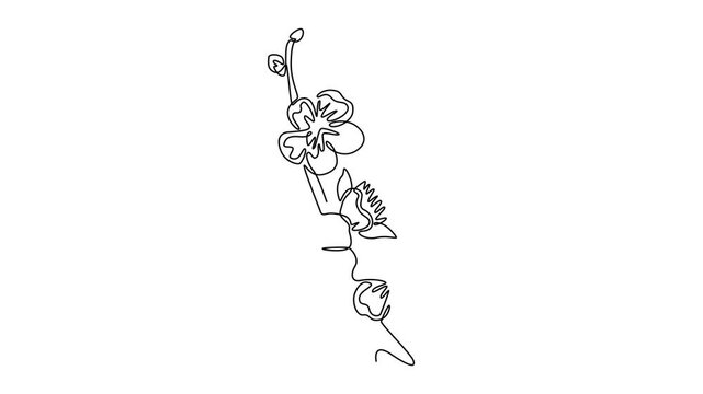  Floral with branch concept. Single line draw design. Full length animation illustration. High quality 4k footage